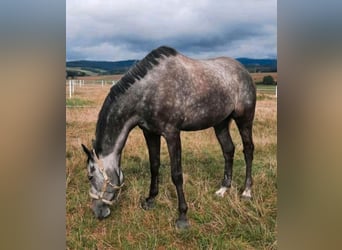 Englisches Vollblut, Wallach, 8 Jahre, 172 cm, Apfelschimmel