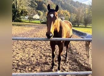 Englisches Vollblut, Wallach, 8 Jahre, 172 cm, Brauner