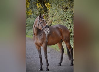 Englisches Vollblut, Wallach, 8 Jahre, 172 cm, Brauner