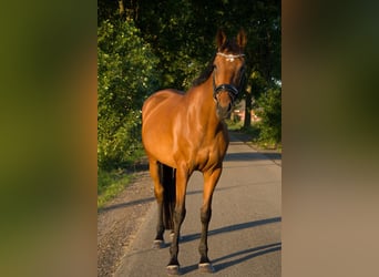 Englisches Vollblut, Wallach, 8 Jahre, 175 cm, Brauner