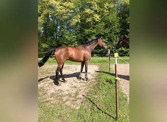Englisches Vollblut, Wallach, 9 Jahre, 160 cm, Brauner