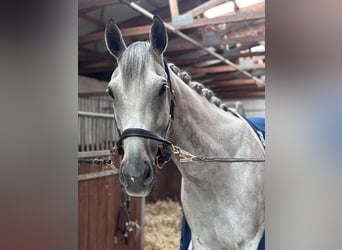 Englisches Vollblut, Wallach, 9 Jahre, 163 cm, Braunfalbschimmel