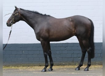Englisches Vollblut, Wallach, 9 Jahre, 163 cm, Dunkelbrauner