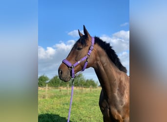 Englisches Vollblut, Wallach, 9 Jahre, 163 cm, Dunkelbrauner