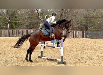 Englisches Vollblut, Wallach, 9 Jahre, 163 cm, Rotbrauner