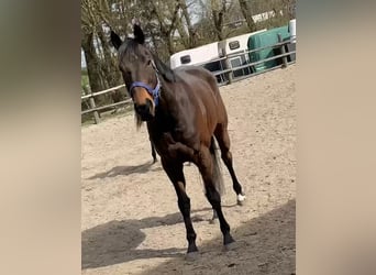 Englisches Vollblut, Wallach, 9 Jahre, 164 cm, Brauner