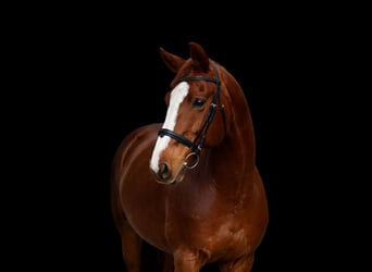 Englisches Vollblut, Wallach, 9 Jahre, 165 cm