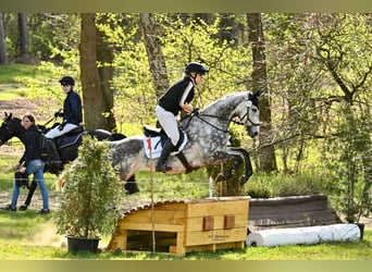 Englisches Vollblut, Wallach, 9 Jahre, 167 cm, Apfelschimmel