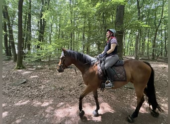 Englisches Vollblut, Wallach, 9 Jahre, 167 cm, Dunkelbrauner