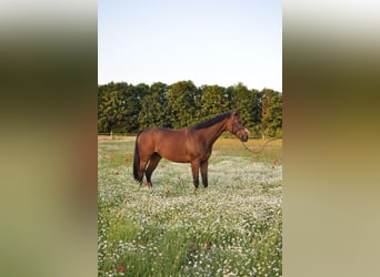 Englisches Vollblut, Wallach, 9 Jahre, 167 cm, Dunkelbrauner