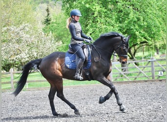 Englisches Vollblut, Wallach, 9 Jahre, 168 cm, Dunkelbrauner