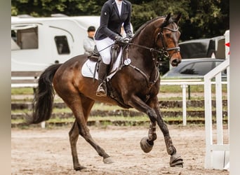 Englisches Vollblut, Wallach, 9 Jahre, 168 cm, Dunkelbrauner