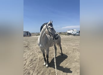 Englisches Vollblut, Wallach, 9 Jahre, 170 cm, Schimmel