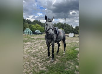 Englisches Vollblut Mix, Wallach, 9 Jahre, 172 cm, Schimmel