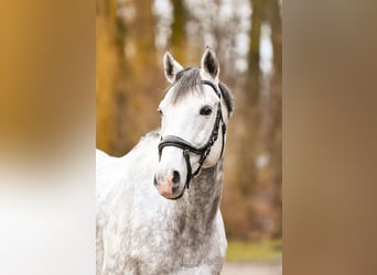 Englisches Vollblut, Wallach, 9 Jahre, 173 cm, Schimmel