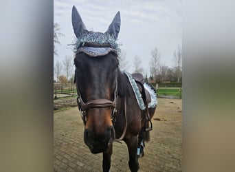 Englisches Vollblut, Wallach, 9 Jahre, 173 cm, Schwarzbrauner