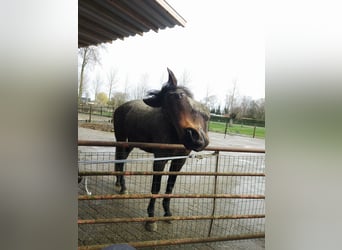 Englisches Vollblut, Wallach, 9 Jahre, 173 cm, Schwarzbrauner