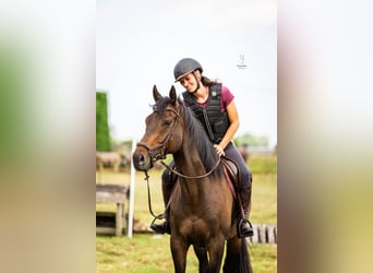 Englisches Vollblut, Wallach, 9 Jahre, 173 cm, Schwarzbrauner