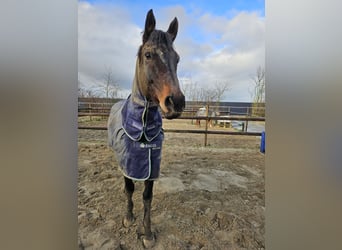 Englisches Vollblut, Wallach, 9 Jahre, 173 cm, Schwarzbrauner