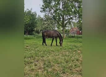 Englisches Vollblut, Wallach, 9 Jahre, 173 cm, Schwarzbrauner