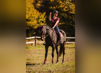 Englisches Vollblut, Wallach, 9 Jahre, 173 cm, Schwarzbrauner