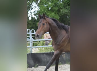 Englisches Vollblut, Wallach, 9 Jahre, 173 cm, Schwarzbrauner