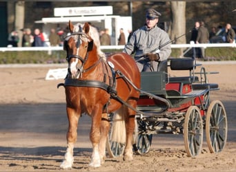 Reńsko-niemiecki koń zimnokrwisty, Ogier, 16 lat, 166 cm, Kasztanowata