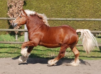 Rhenisch-German Heavy Draft, Stallion, 16 years, 16.1 hh, Chestnut-Red