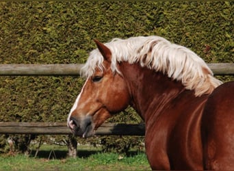 Rijnlandse Duitse Koudbloed, Hengst, 16 Jaar, 166 cm, Vos