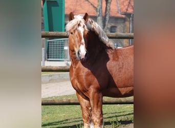 Rijnlandse Duitse Koudbloed, Hengst, 16 Jaar, 166 cm, Vos