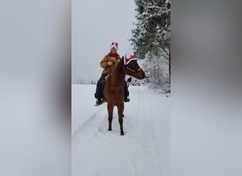 Erfahrene Jagdreiterin sucht Reitbeteiligung 