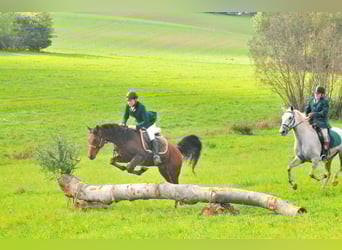 Erfahrene Jagdreiterin sucht Reitbeteiligung 
