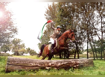 Erfahrene Jagdreiterin sucht Reitbeteiligung 