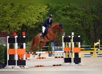 Erfahrene Reiterin sucht: Reitbeteiligung, Pferd zur Verfügung/Teilverfügung