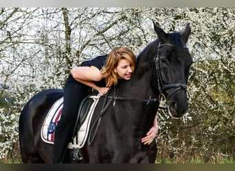 Erfahrene Reiterin sucht Reitbeteiligung im Raum Hilden/Wuppertal