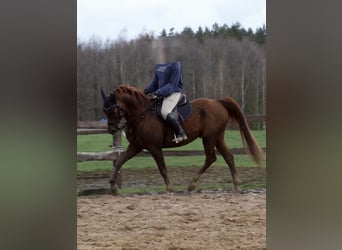 Erfahrene Reiterin sucht Reitbeteiligung (RsP)
