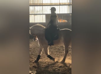 Erfahrene Reiterin sucht Reitbeteiligung (RsP)
