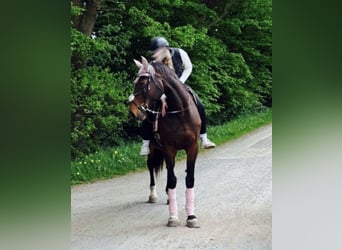 Erfahrene Reiterin sucht Reitbeteiligung (RsP)