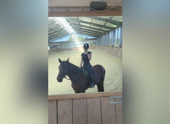 Erfahrene Reiterin sucht Reitbeteiligung