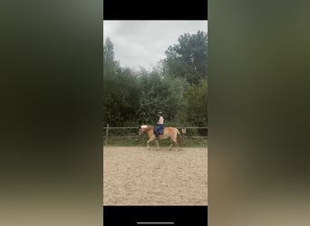 Ervaren ruiter aangeboden