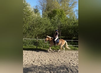 Ervaren ruiter aangeboden