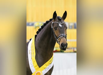Koń reński, Ogier, 9 lat, 169 cm, Ciemnogniada