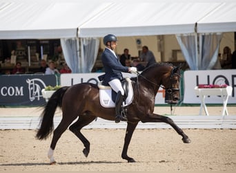 Rheinländer, Stallone, 11 Anni, 169 cm, Baio scuro