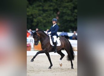 Rheinländer, Stallone, 11 Anni, 169 cm, Baio scuro