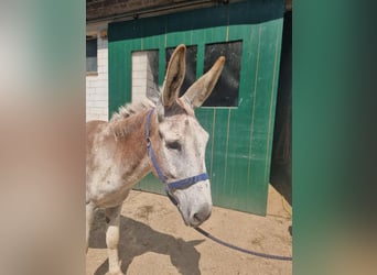 Esel, Hengst, 12 Jahre, 135 cm