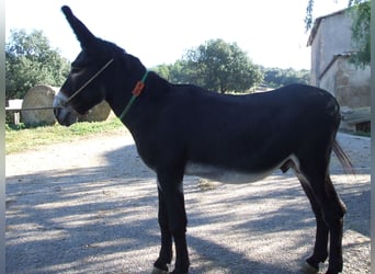 Esel, Hengst, 12 Jahre, 140 cm, Rappe