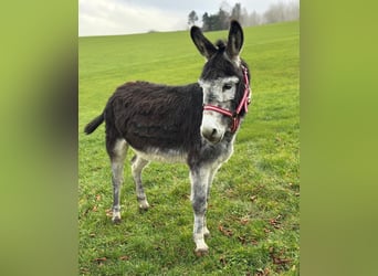 Esel, Hengst, 14 Jahre, Dunkelbrauner