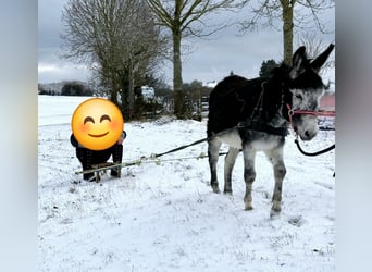 Esel, Hengst, 15 Jahre, Dunkelbrauner