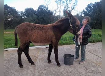 Esel, Hengst, 1 Jahr, 148 cm, Rappe
