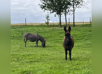 Esel, Hengst, 1 Jahr, 75 cm, Schwarzbrauner